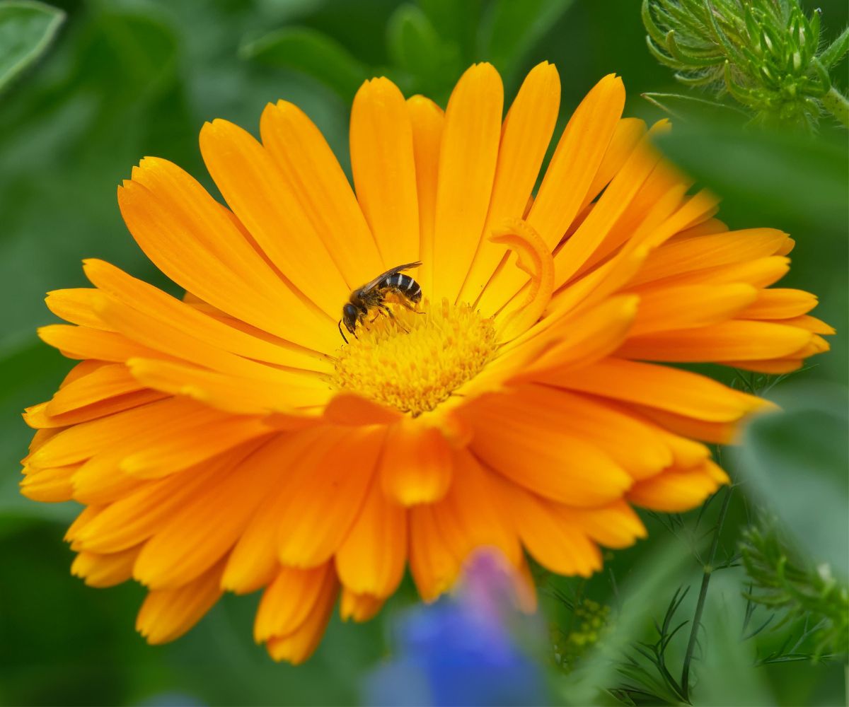 Calendula in Skincare: Calm and Restore