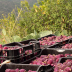 Precious Contour: Smoothing & anti-aging treatment for eye & lip contour