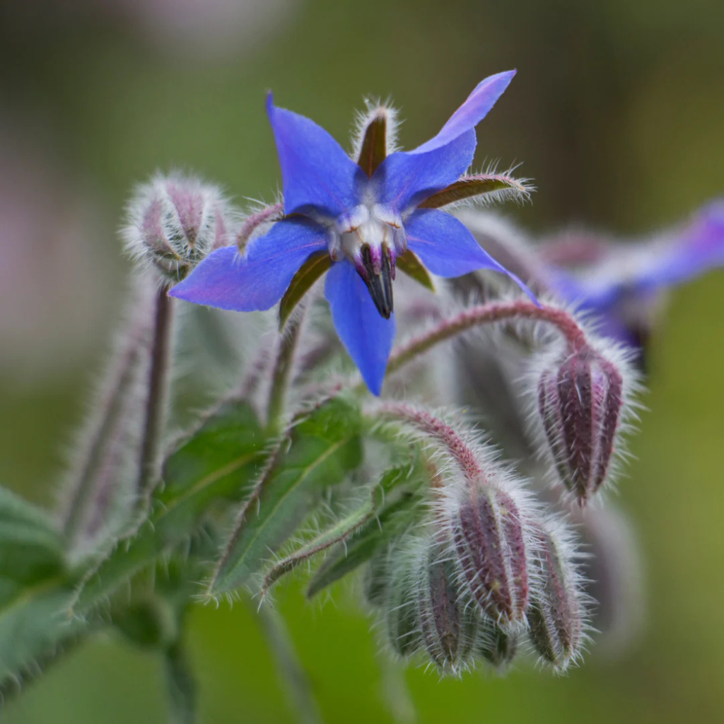 Borage oil: The ultimate Youth Elixir for dry skin
